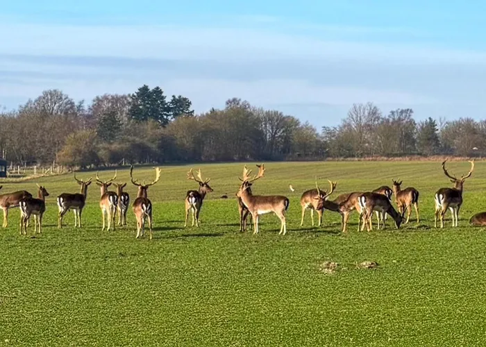 Дом отдыха Stunning In With Sauna Tarm